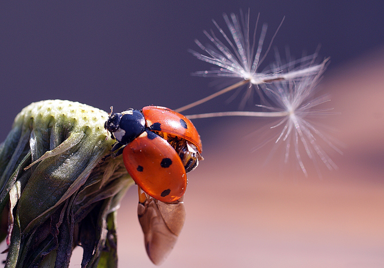 photo "макро,божья коровка,насекомые" tags: macro and close-up, nature, insect