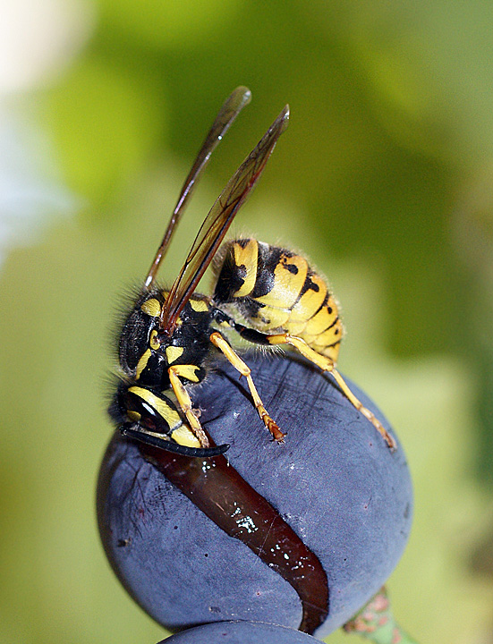 photo "оса,макро,насекомые" tags: macro and close-up, nature, insect