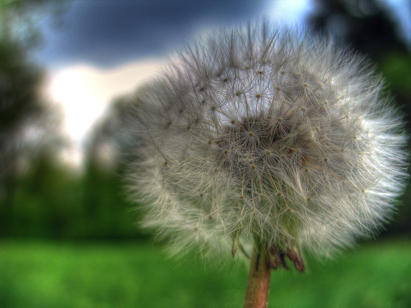 photo "***" tags: nature, macro and close-up, flowers