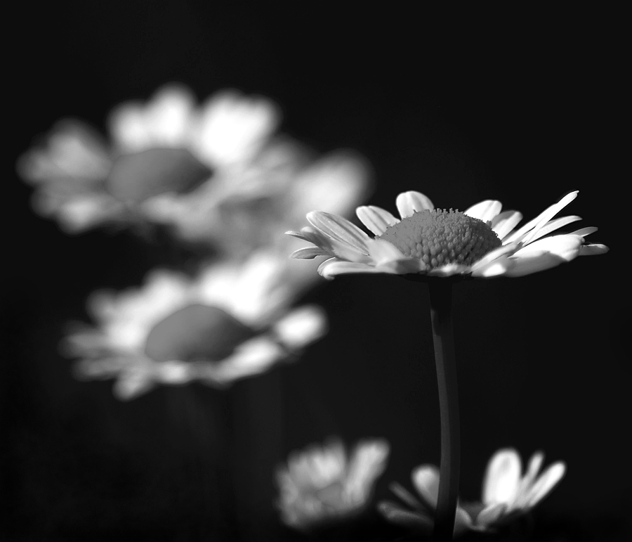 photo ""Daisy"" tags: nature, flowers