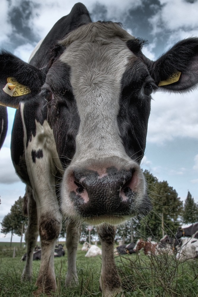 photo "What are you staring at me for?" tags: nature, humor, pets/farm animals