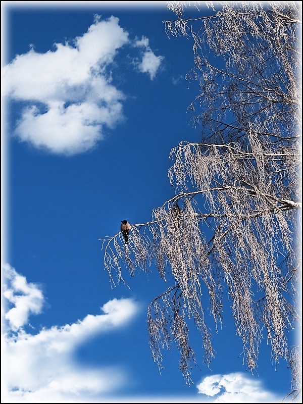 photo "***" tags: landscape, clouds, winter