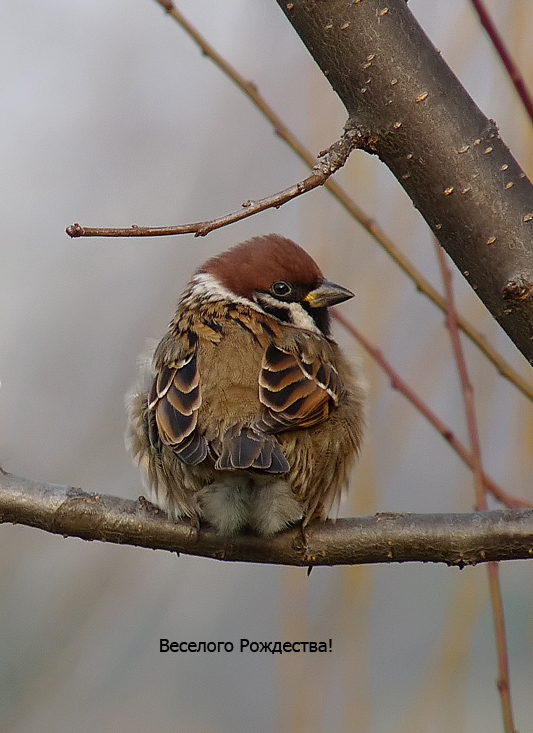 photo "***" tags: nature, wild animals