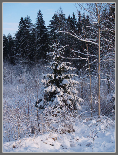 фото "Рождественская красавица" метки: пейзаж, зима, лес