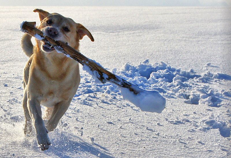 photo "Chucky" tags: landscape, nature, pets/farm animals, winter