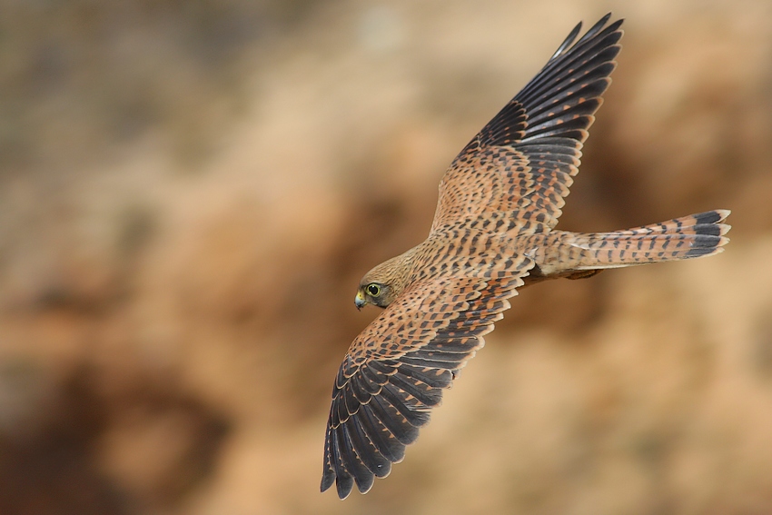 photo "Falco tinnunculus" tags: , 