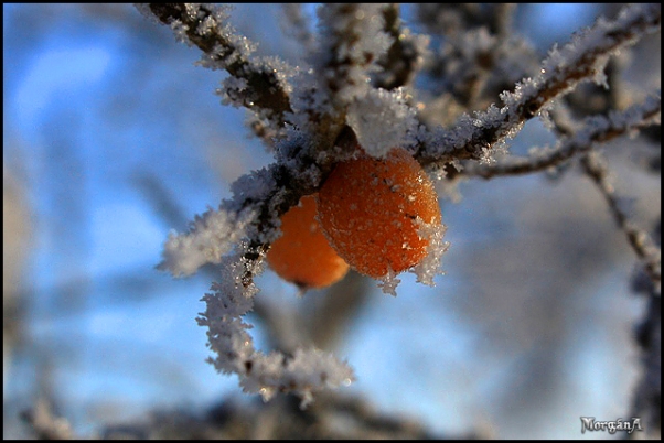 photo "***" tags: macro and close-up, 