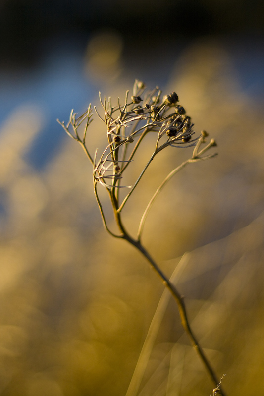 photo "The one" tags: landscape, nature, flowers