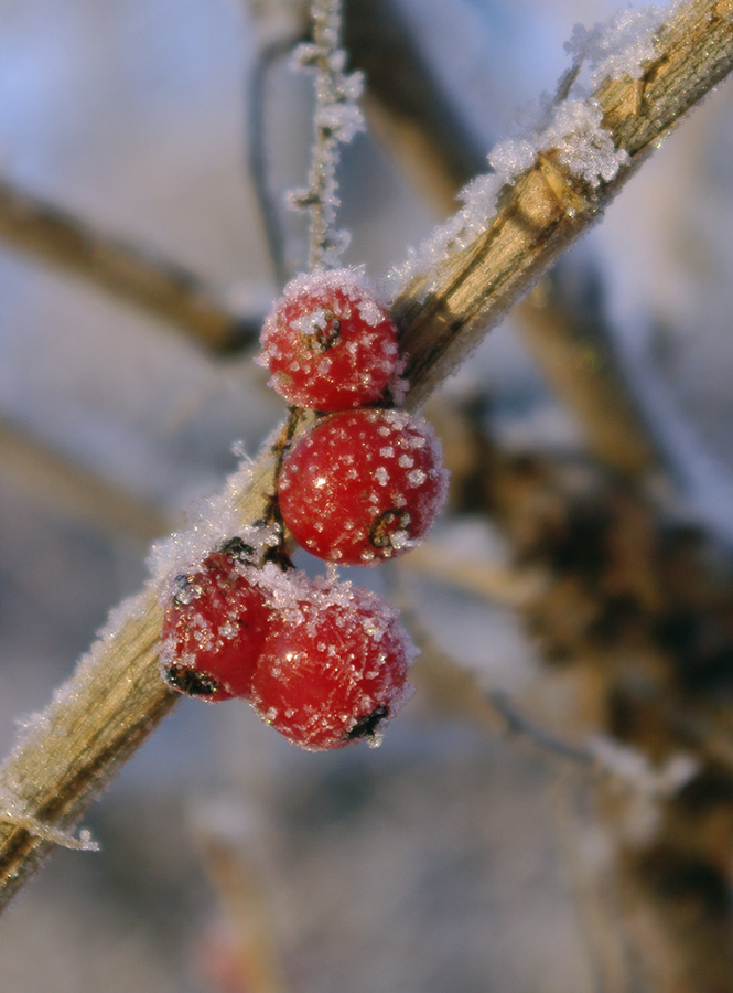 фото "зимняя смородина" метки: природа, пейзаж, зима, цветы