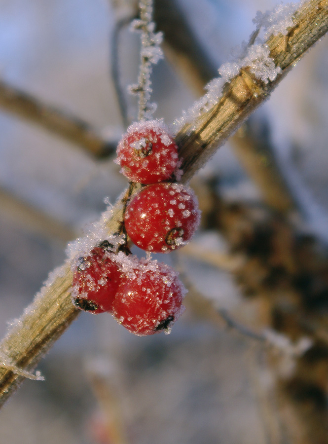 photo "***" tags: nature, landscape, flowers, winter