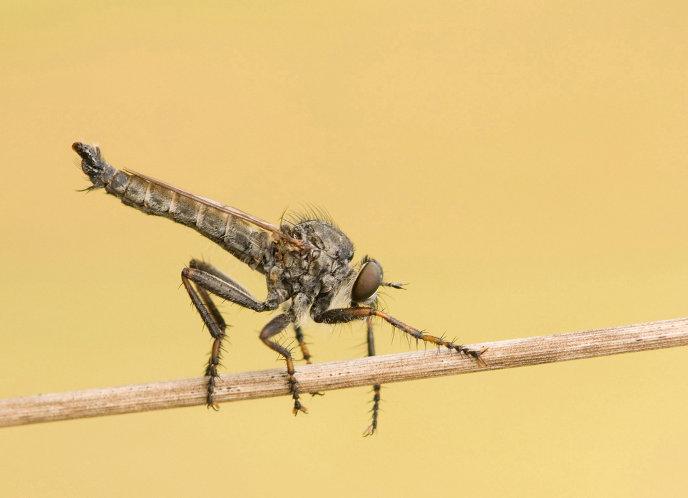 photo "***" tags: macro and close-up, 