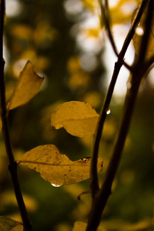 фото "***" метки: природа, цветы