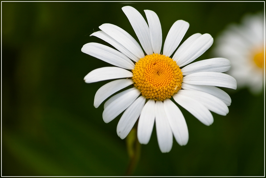 photo "***" tags: nature, flowers