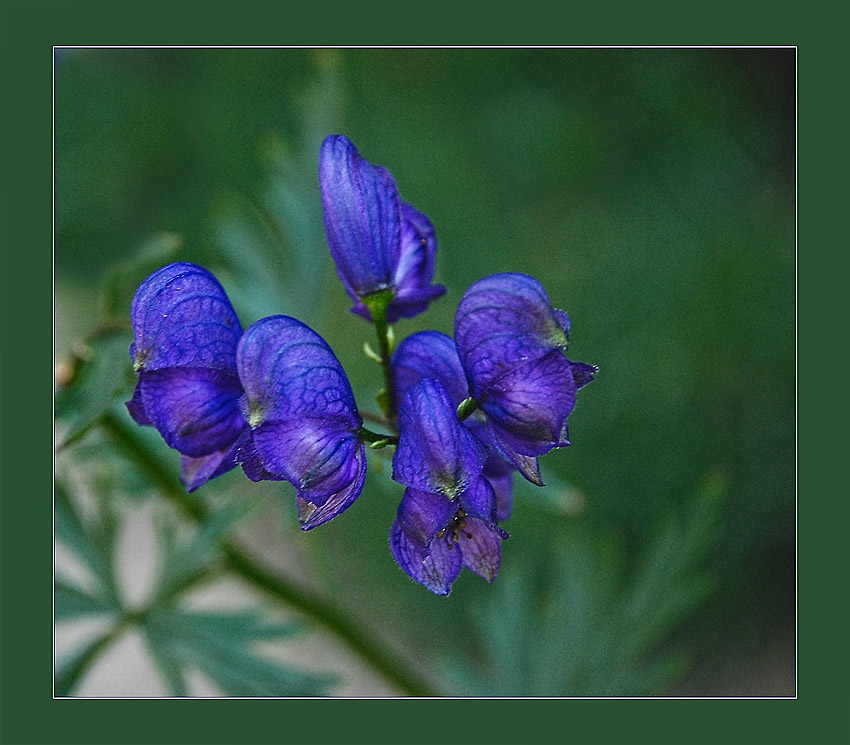 photo "Just flower" tags: nature, macro and close-up, flowers