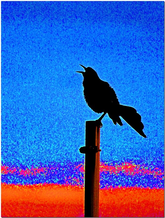 photo "Black Bird" tags: nature, montage, wild animals