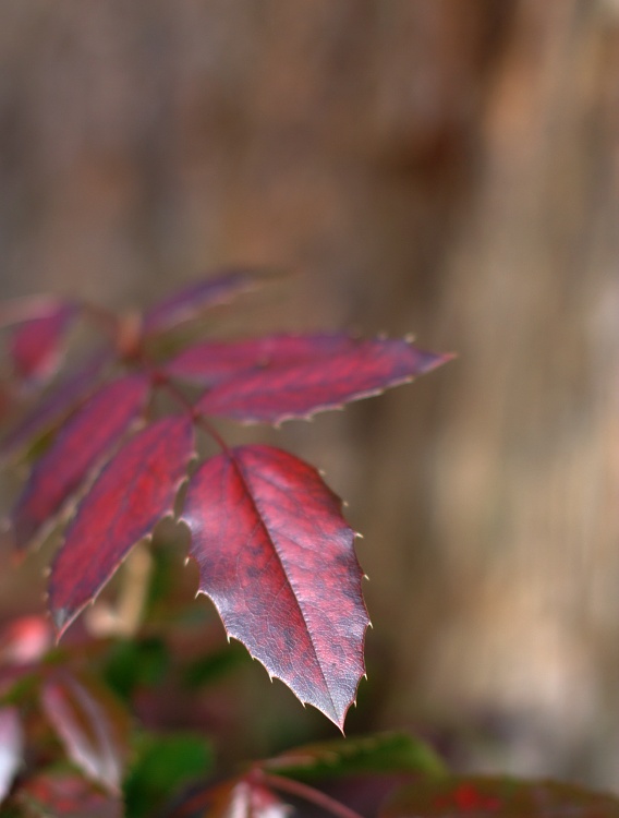 photo "***" tags: nature, macro and close-up, flowers