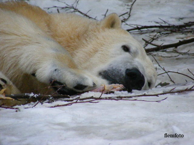 photo "Polaer bear." tags: nature, wild animals