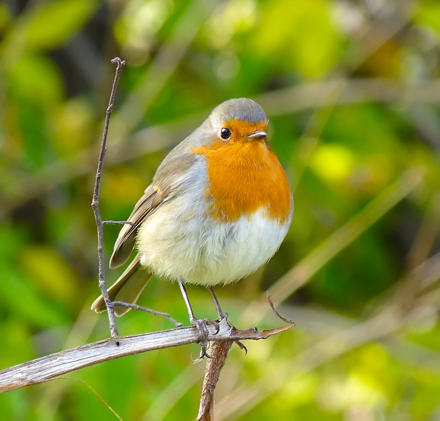 фото "Зарянка ( Erithacus rubecula)" метки: природа, дикие животные