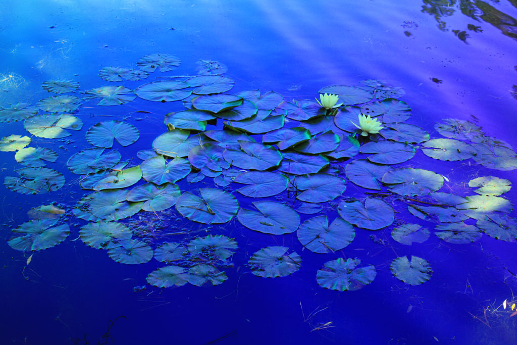 фото "NENUFAR" метки: пейзаж, природа, вода, цветы