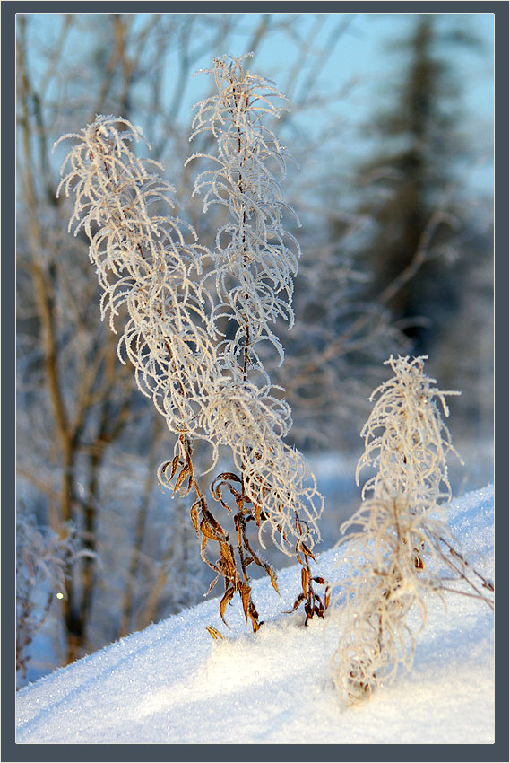 photo "***" tags: nature, landscape, flowers, winter