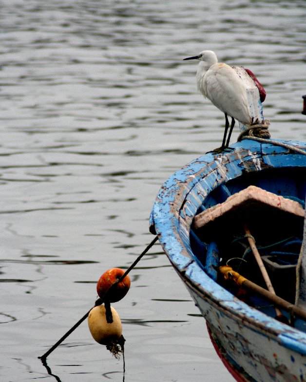 photo "waiting the fly" tags: landscape, water