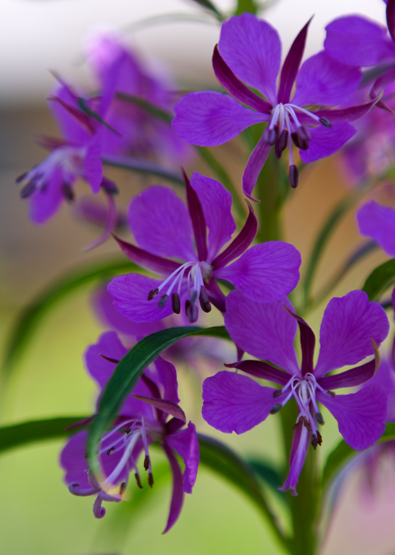 photo "***" tags: nature, flowers