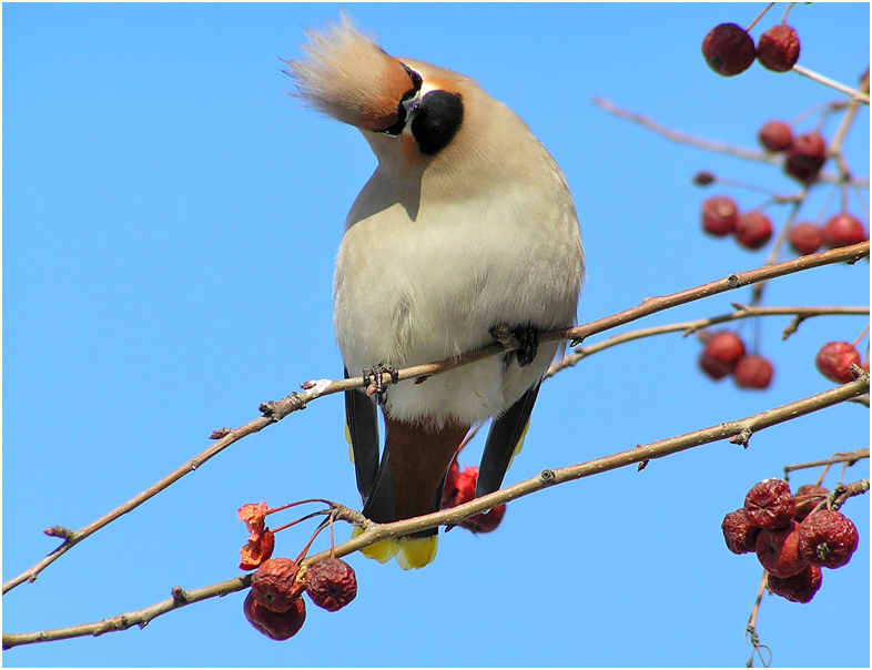 photo "Punk" tags: nature, wild animals