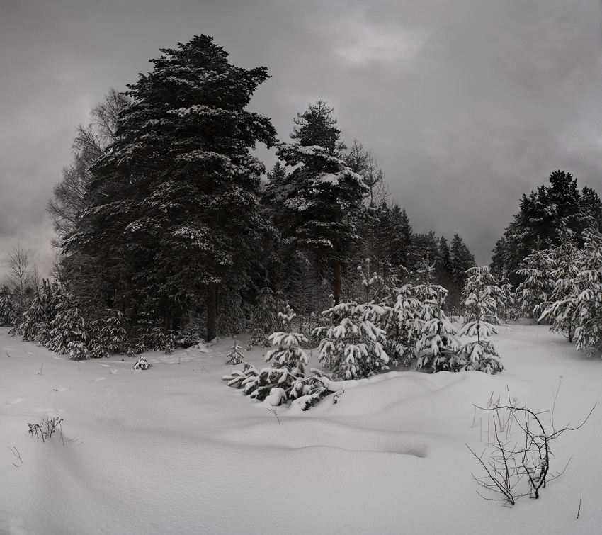 photo "***" tags: landscape, forest, winter