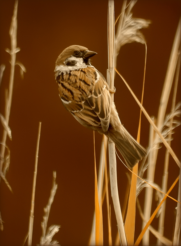photo "***" tags: nature, wild animals