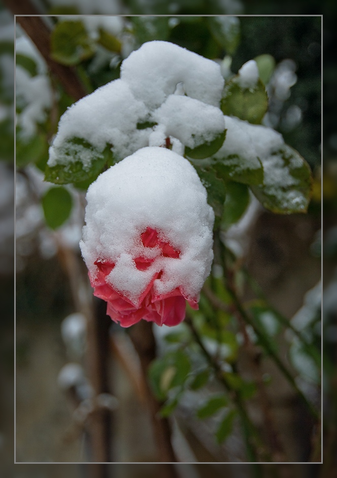 photo "***" tags: nature, flowers