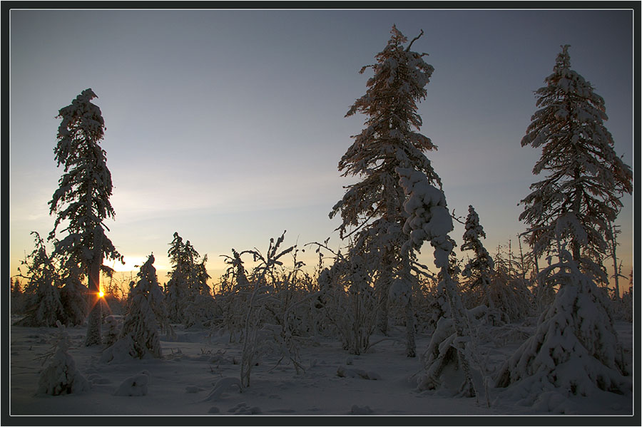 photo "***" tags: landscape, forest, winter