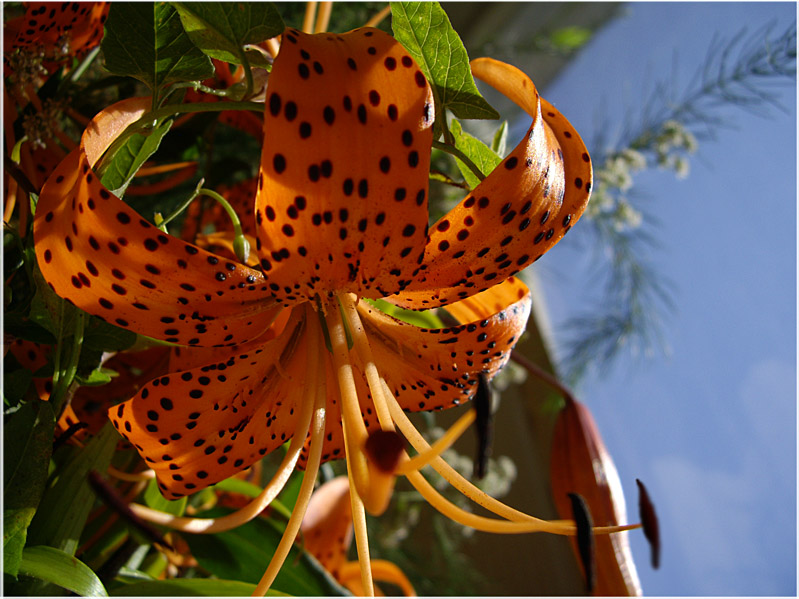 photo "Favorite flower tiger" tags: , 