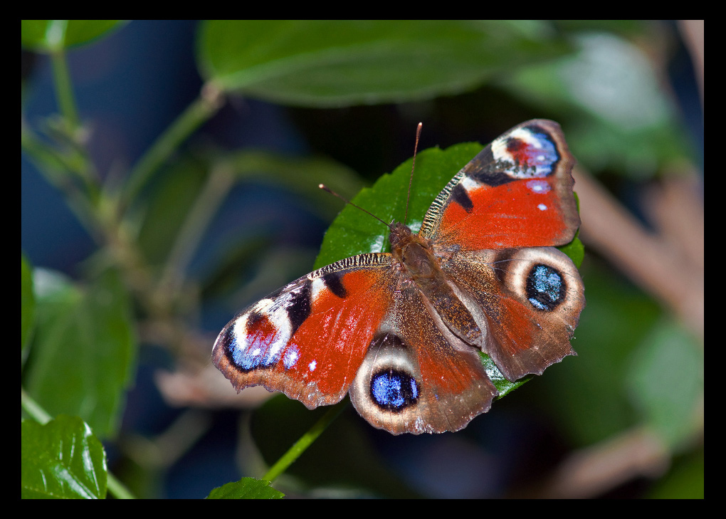 photo "***" tags: macro and close-up, 