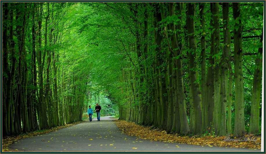 photo "green tunnel" tags: landscape, nature, flowers, summer