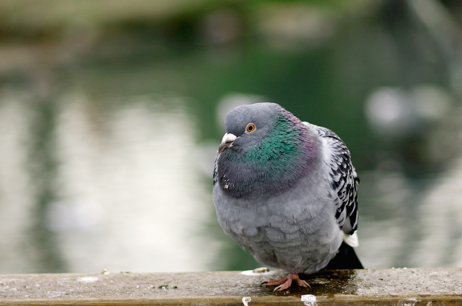 photo "Winter pigeon..." tags: nature, wild animals