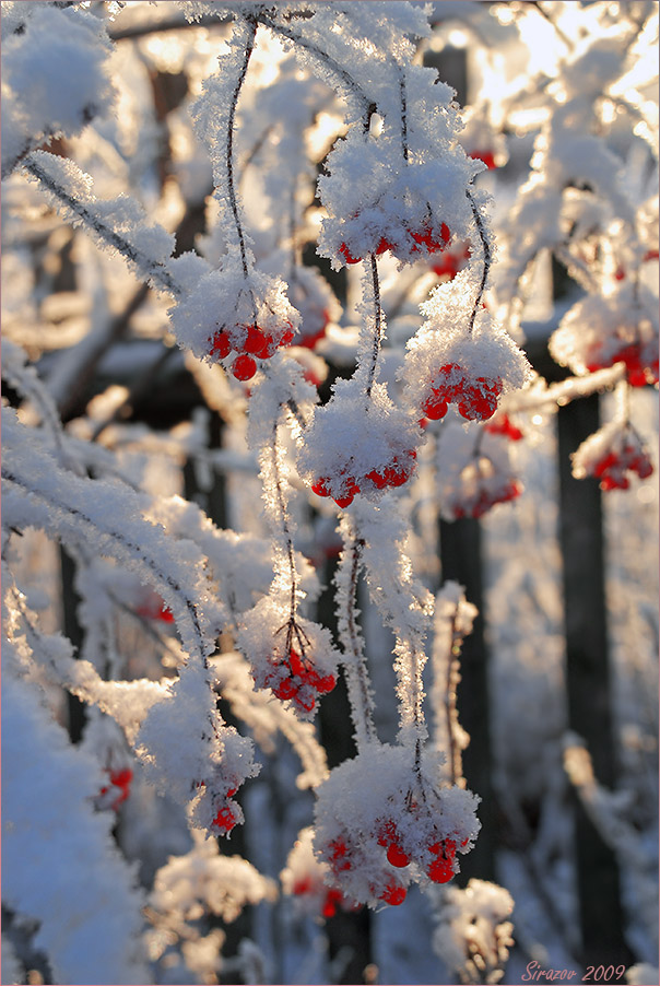 photo "Happy New Year, friends!" tags: landscape, nature, 