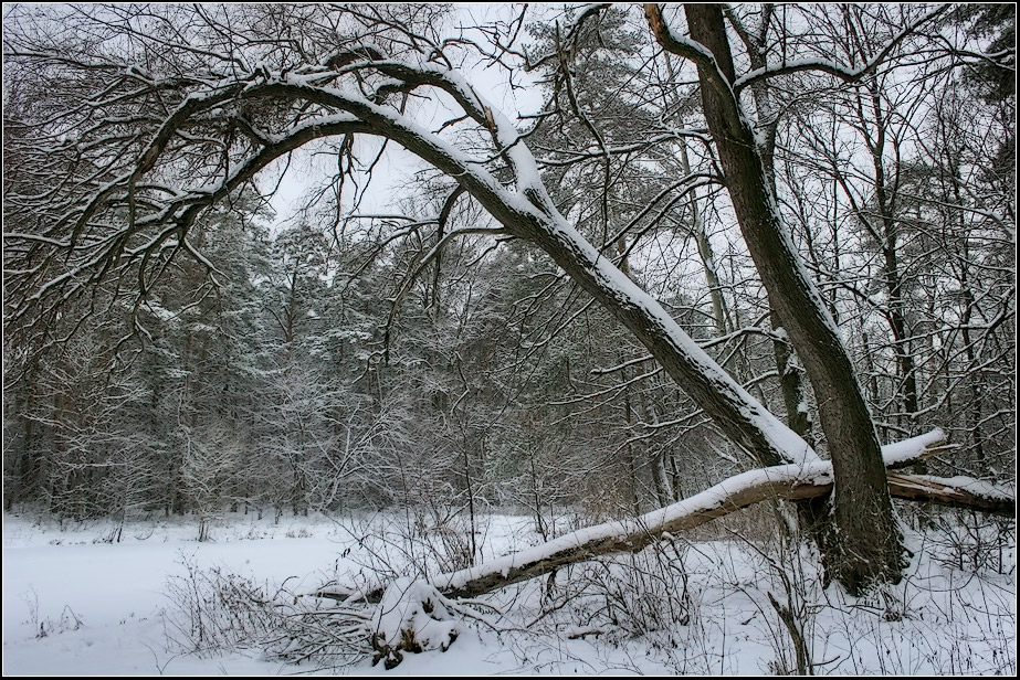 photo "Winter Holidays" tags: landscape, forest, winter