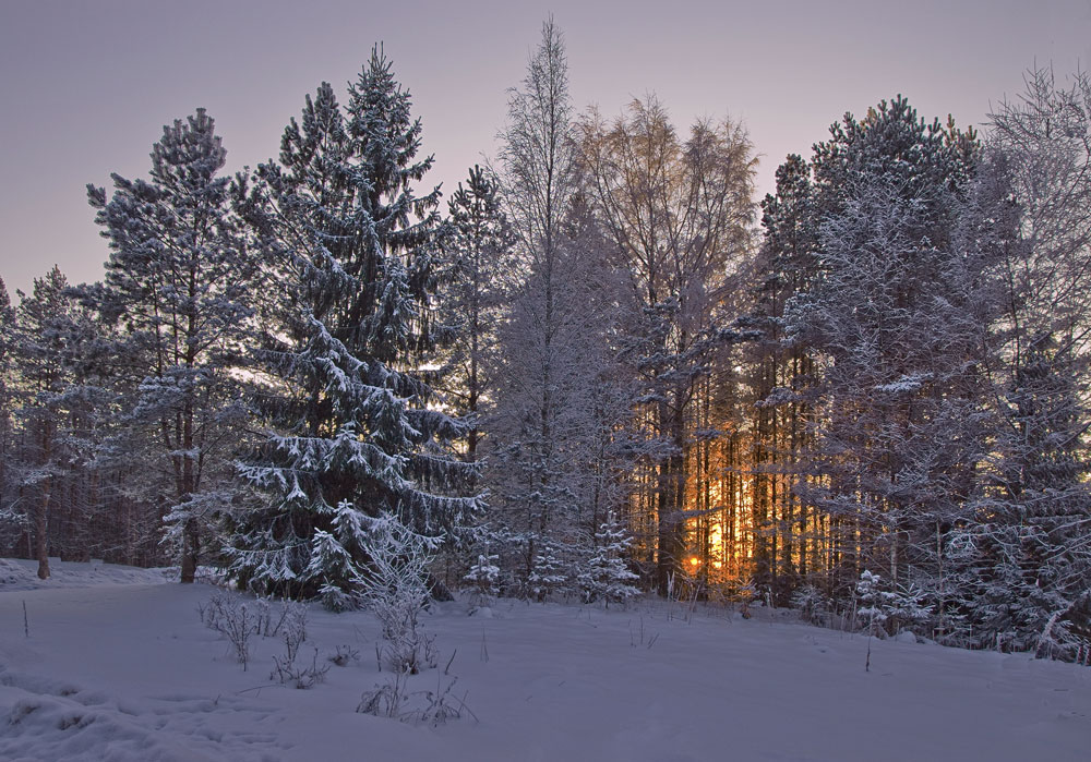 photo "***" tags: landscape, forest, winter