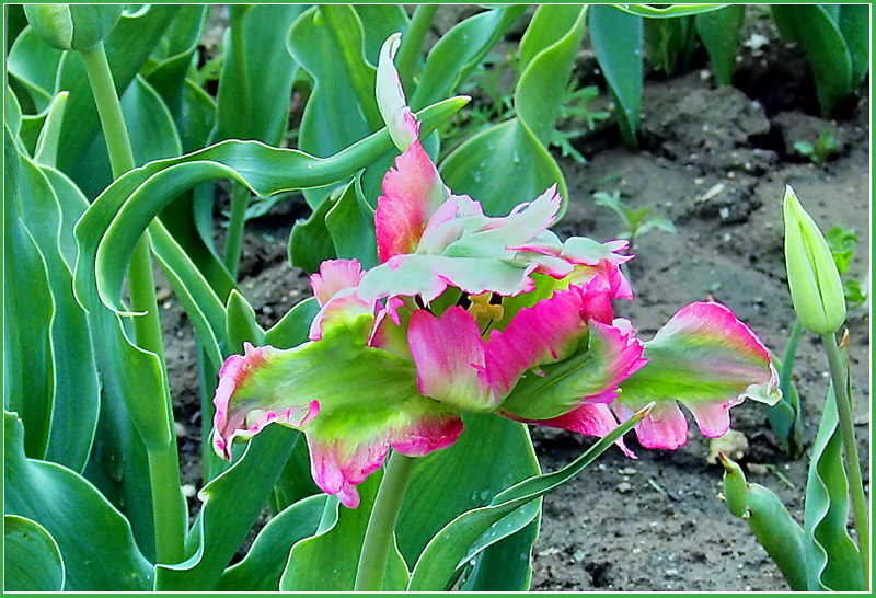 photo "The tousled tulip" tags: nature, flowers