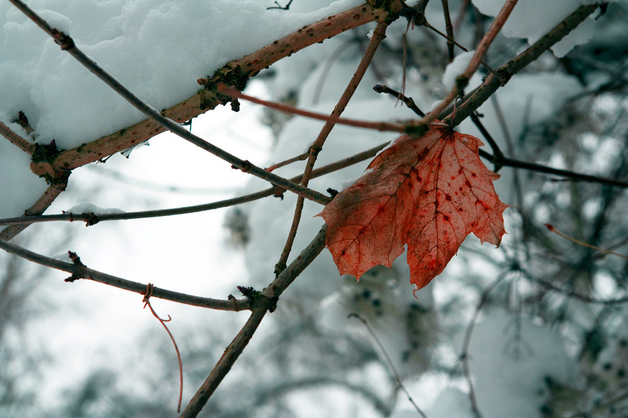 photo "***" tags: landscape, winter