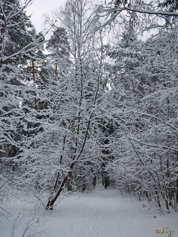 photo "Christmas tale" tags: landscape, forest, winter