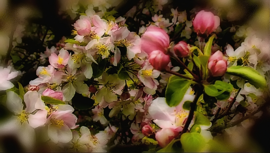 фото "хочется весны" метки: природа, цветы