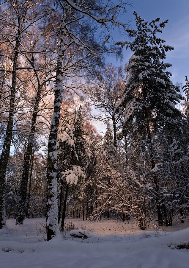 фото "Луч света в Царстве Берендея" метки: пейзаж, зима, лес