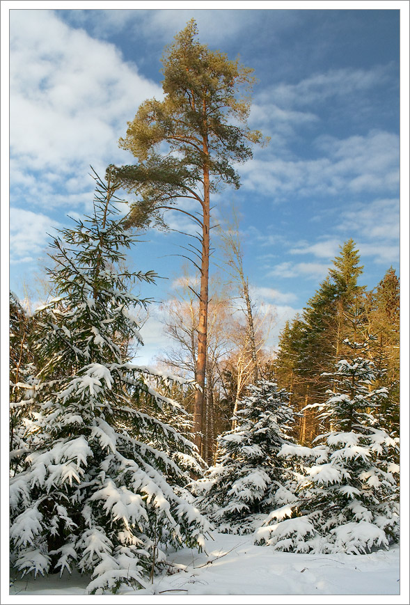 photo "***" tags: landscape, forest, winter