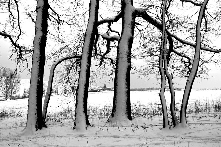 фото "Trees in Winter /" метки: пейзаж, черно-белые, природа, forest, trees, зима