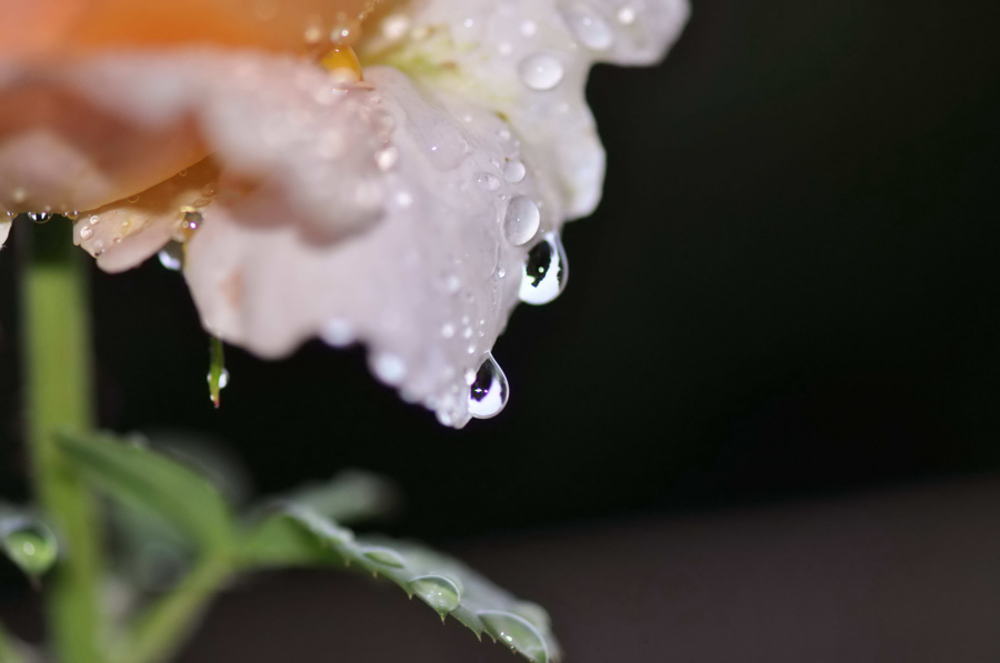 photo "***" tags: nature, macro and close-up, flowers