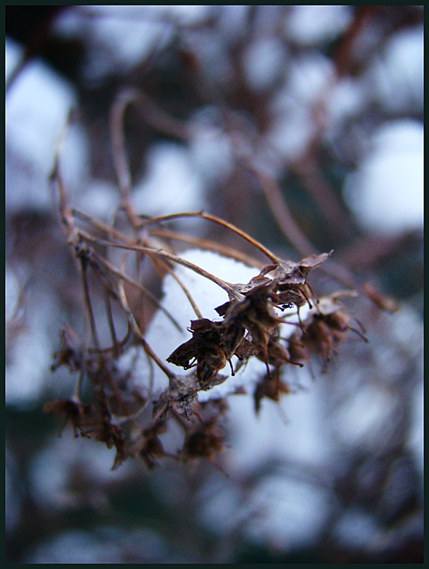 photo "***" tags: macro and close-up, nature, 