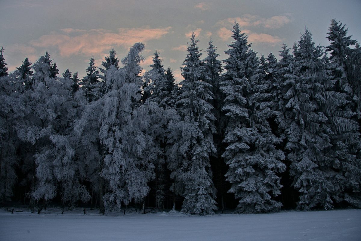 фото "Winterwonderland" метки: пейзаж, лес