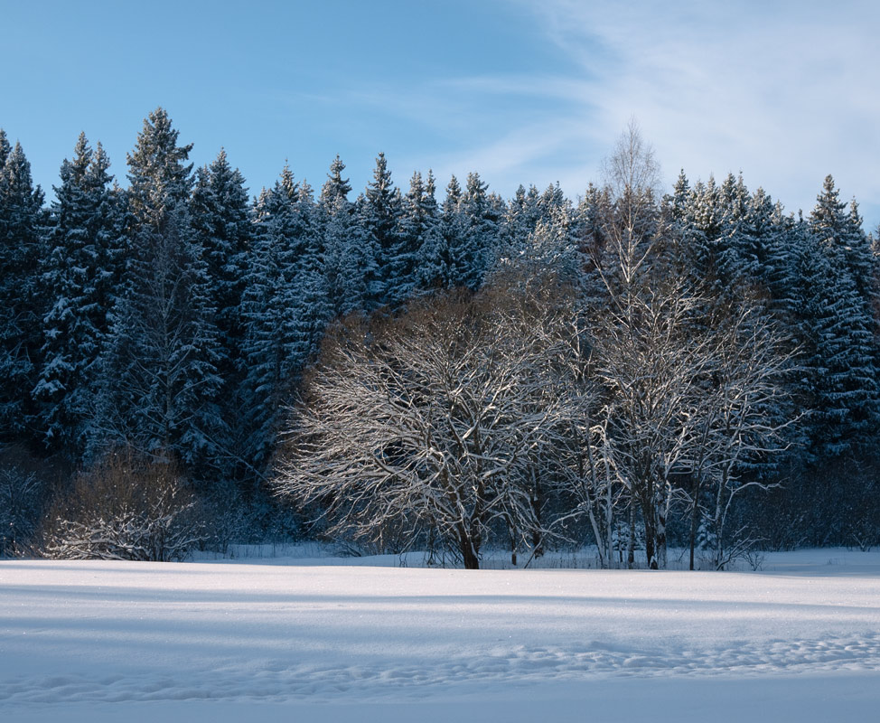 photo "Quiet New Year" tags: landscape, winter