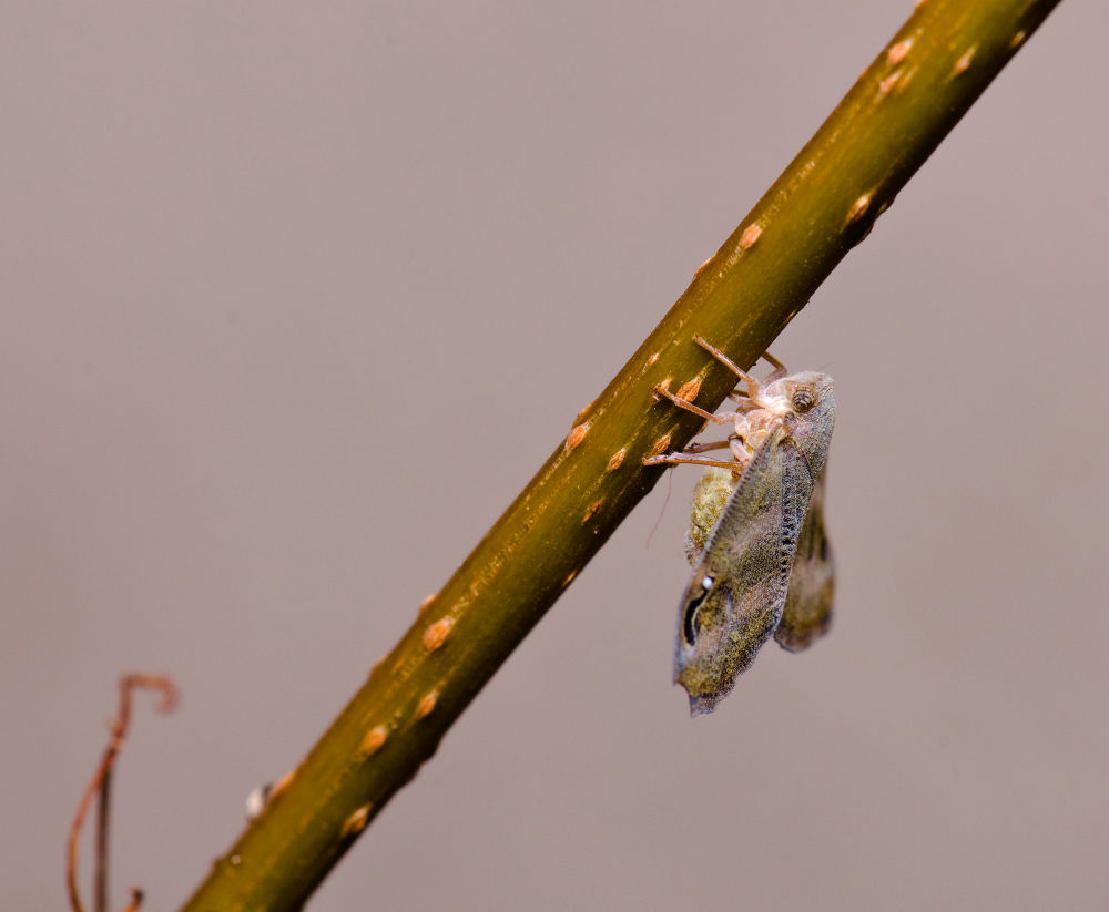 photo "***" tags: macro and close-up, 